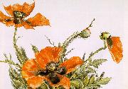 Demuth, Charles Poppies painting
